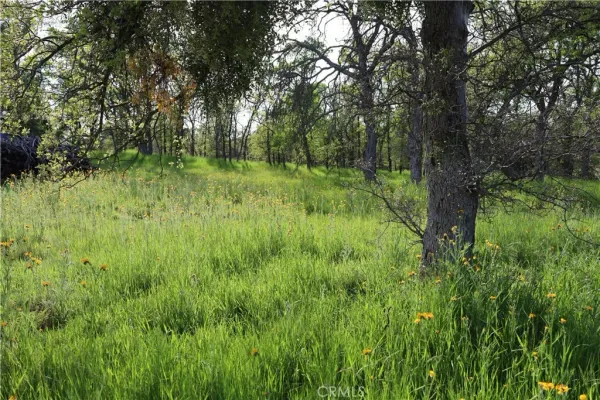 a view of a lush green space