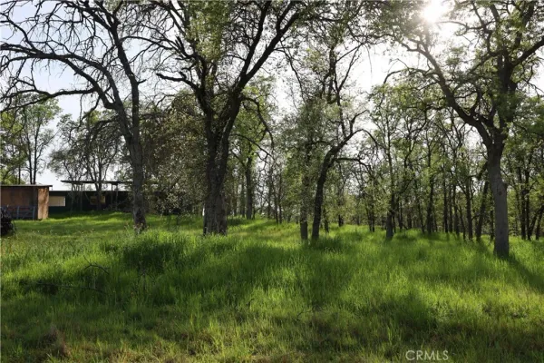 a view of a lush green space