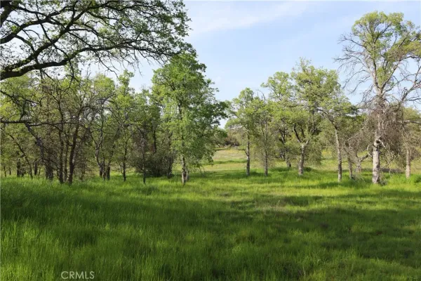 a grassy field with trees in the background
