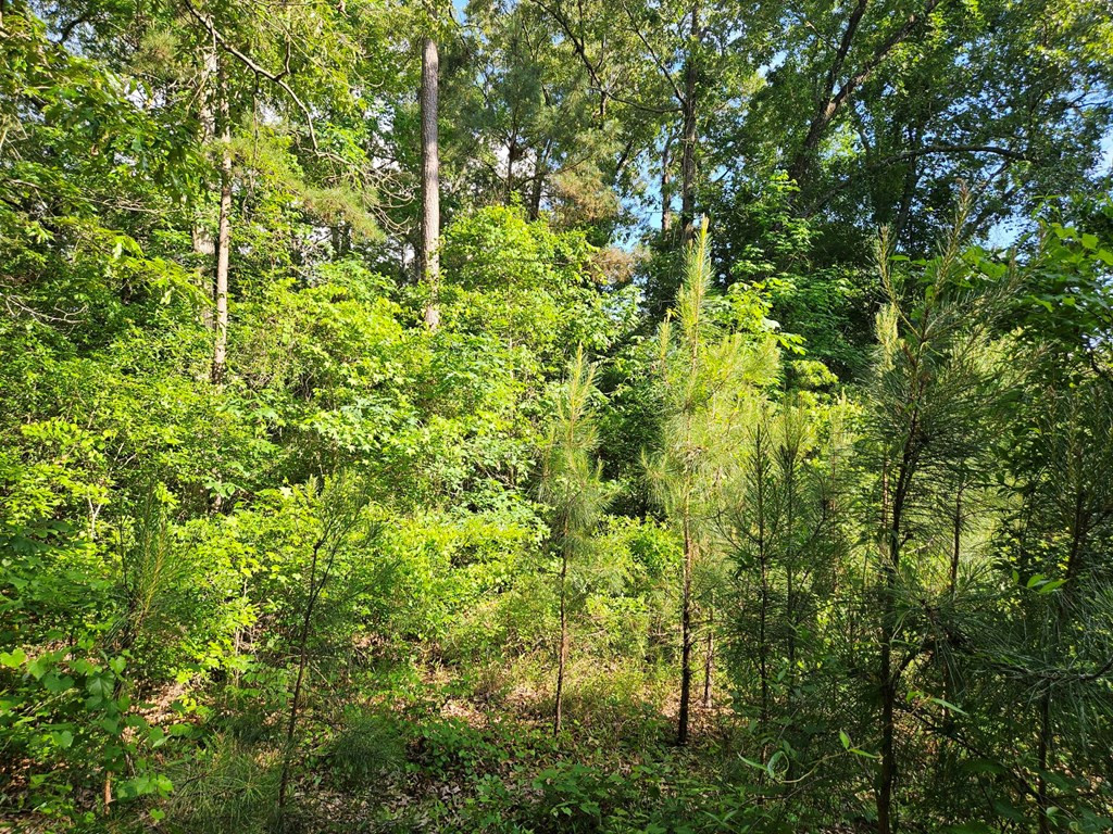 Tbd Stukes Road Summerton, SC 29148 - Photo 4 of 20