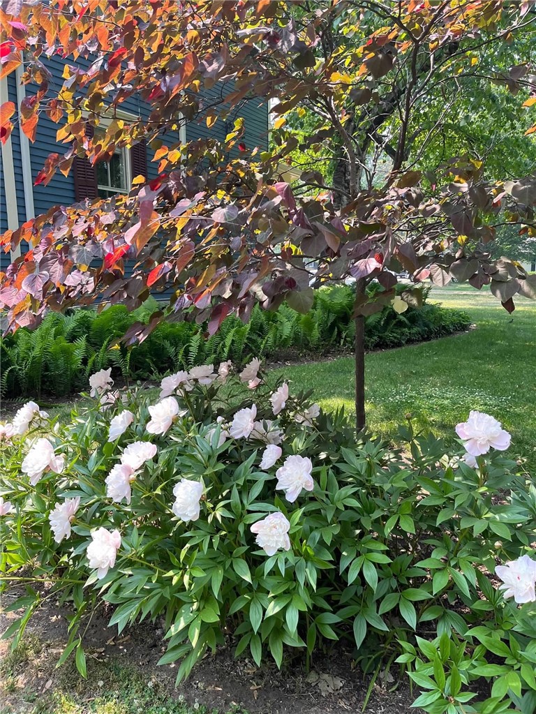 127 Maple Avenue Victor, NY 14564 - Photo 43 of 47 Just a few pictures of flowers that bloom in nicer