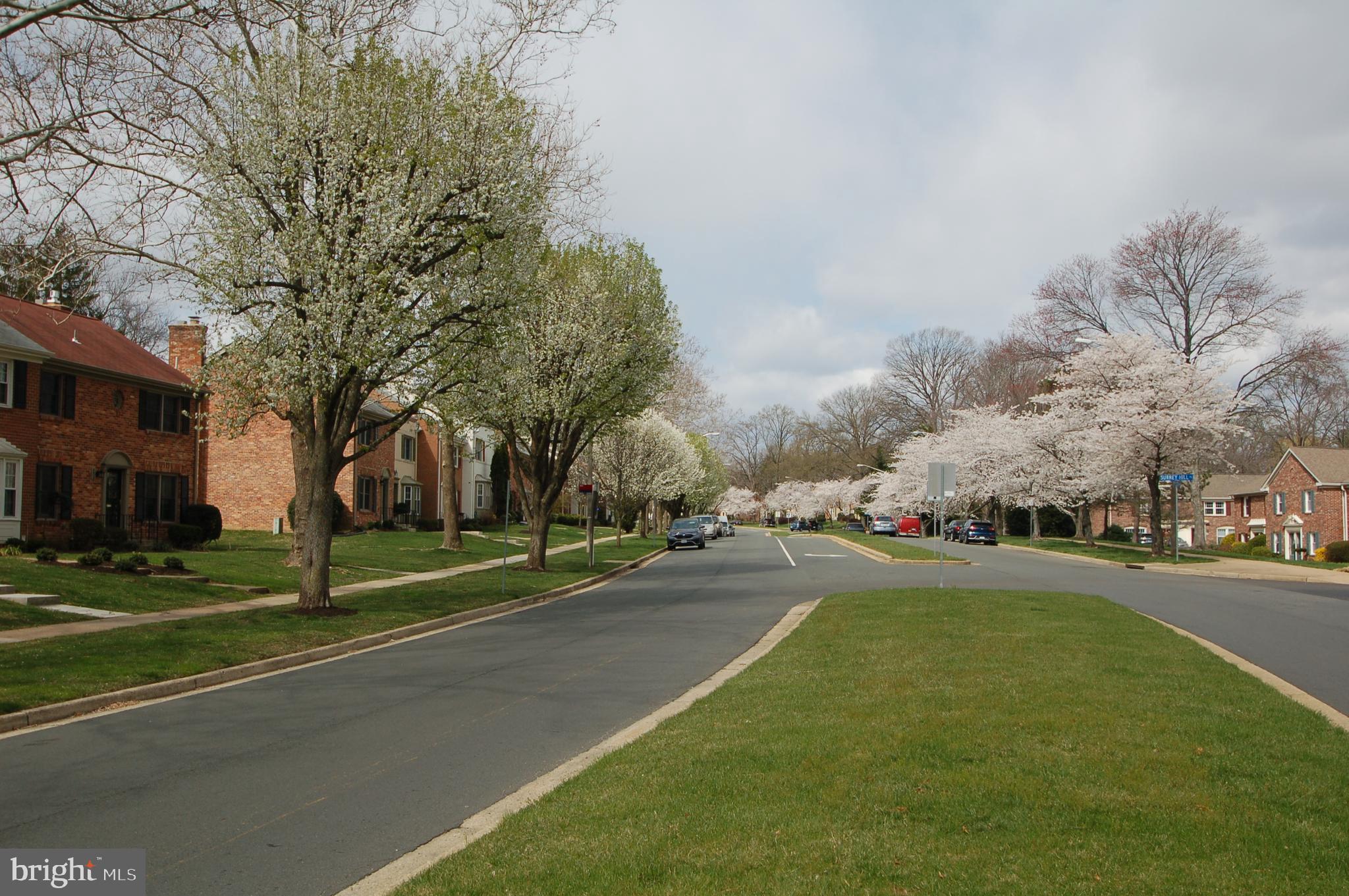 8434 Willow Forge Road Springfield, VA 22152 - Photo 51 of 55 Neighborhood during Spring cherry blossom bloom