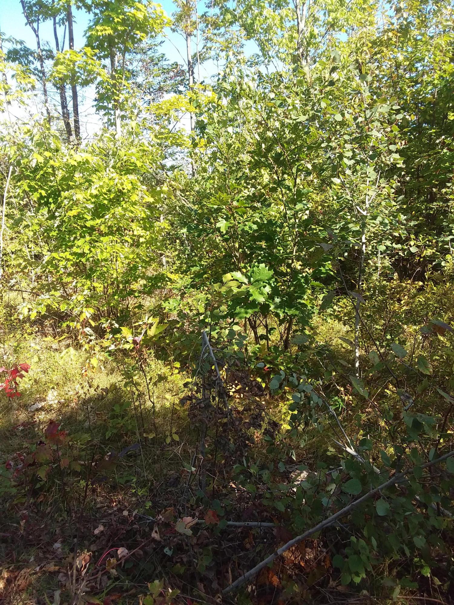 0 Thurlow Road Monroe, ME 04951 - Photo 6 of 6 20190918_151526