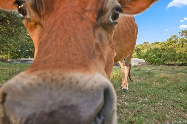 a view of a yard with a trees