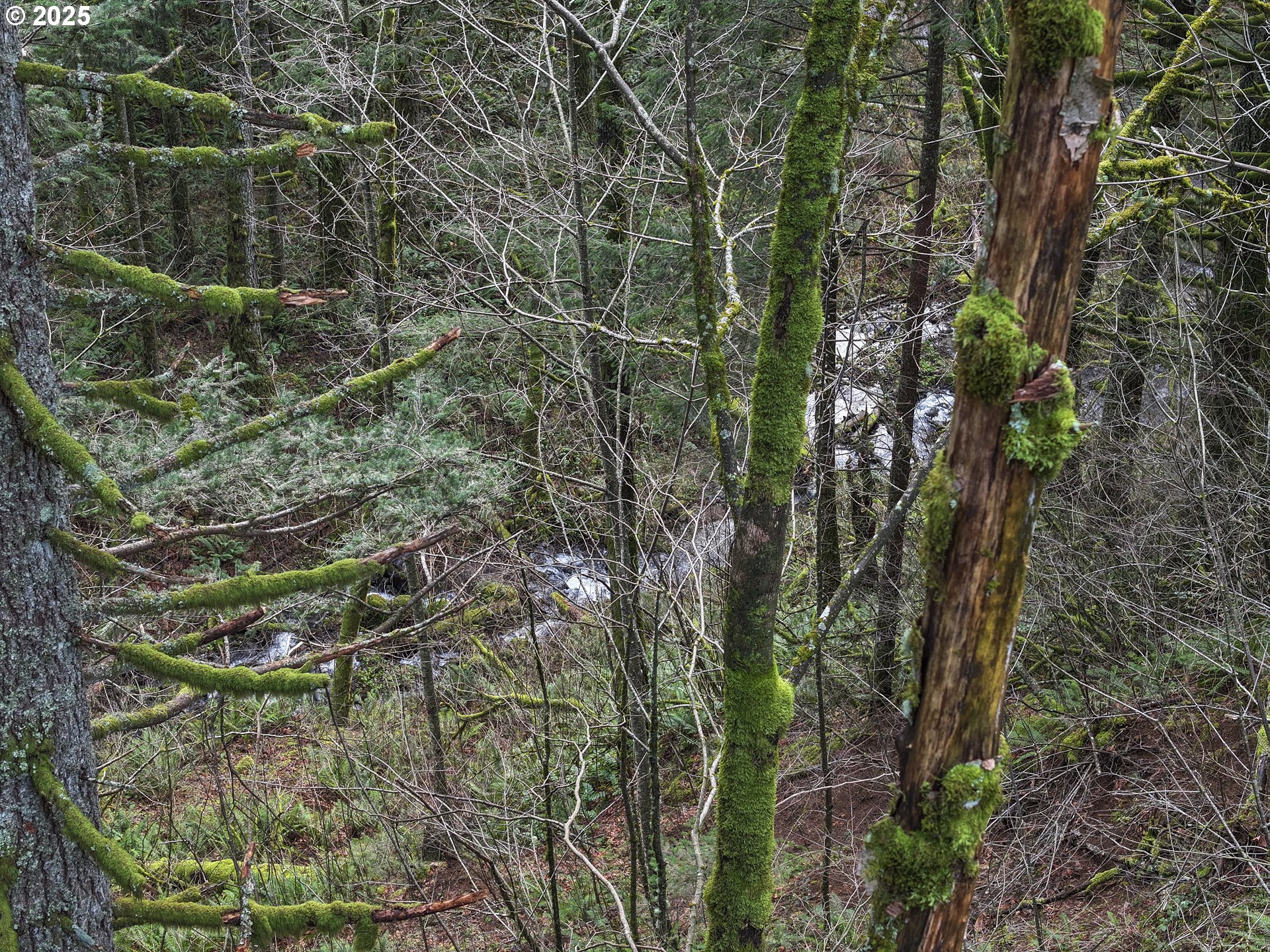 Kueffler Road Stevenson, WA 98648 - Photo 15 of 36 a bird of a tree