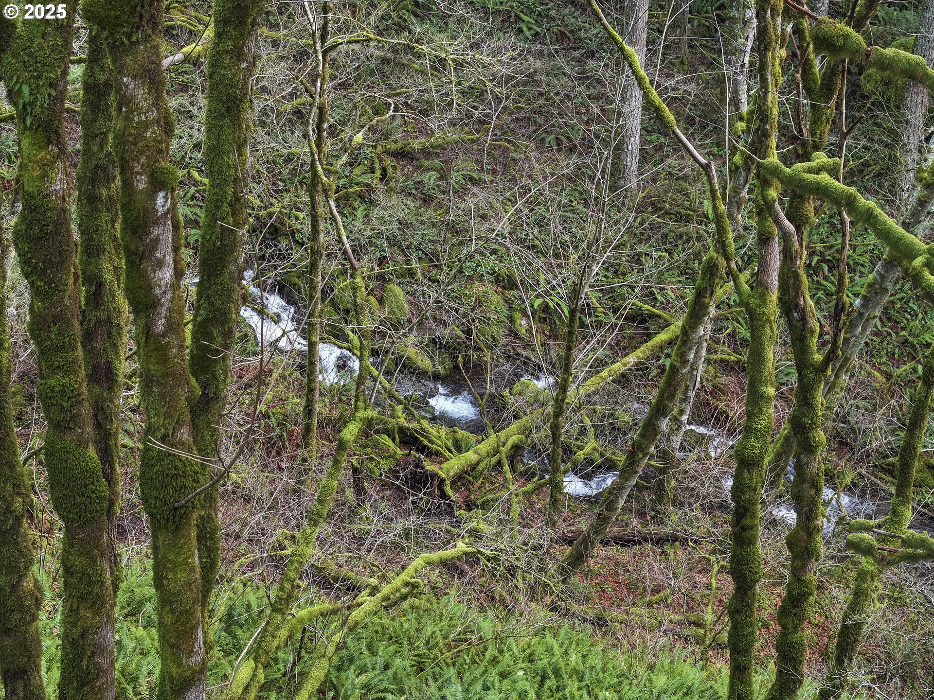 Kueffler Road Stevenson, WA 98648 - Photo 17 of 36 a backyard of a house with lots of green space