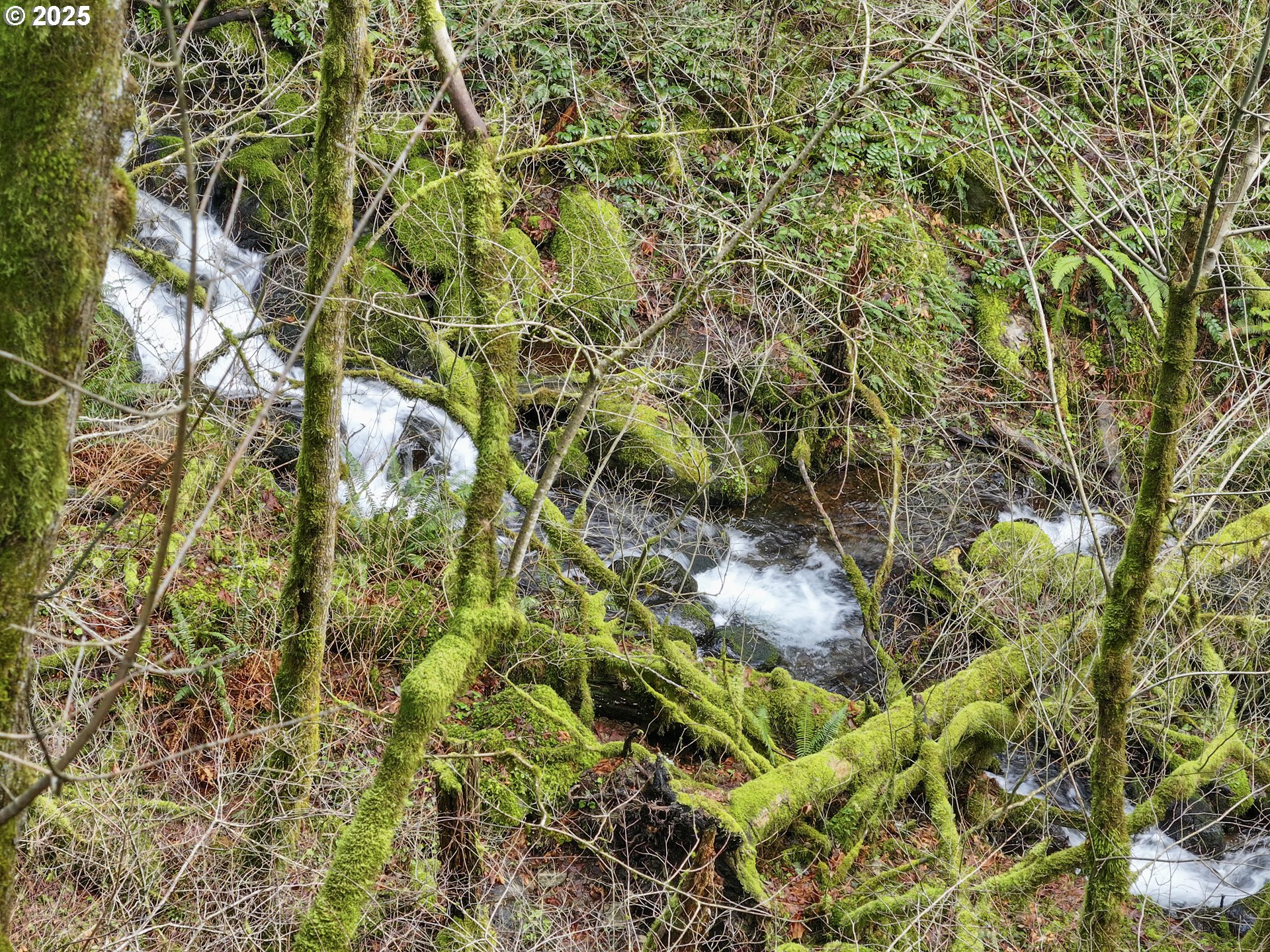 Kueffler Road Stevenson, WA 98648 - Photo 18 of 36 a view of a plant in a garden