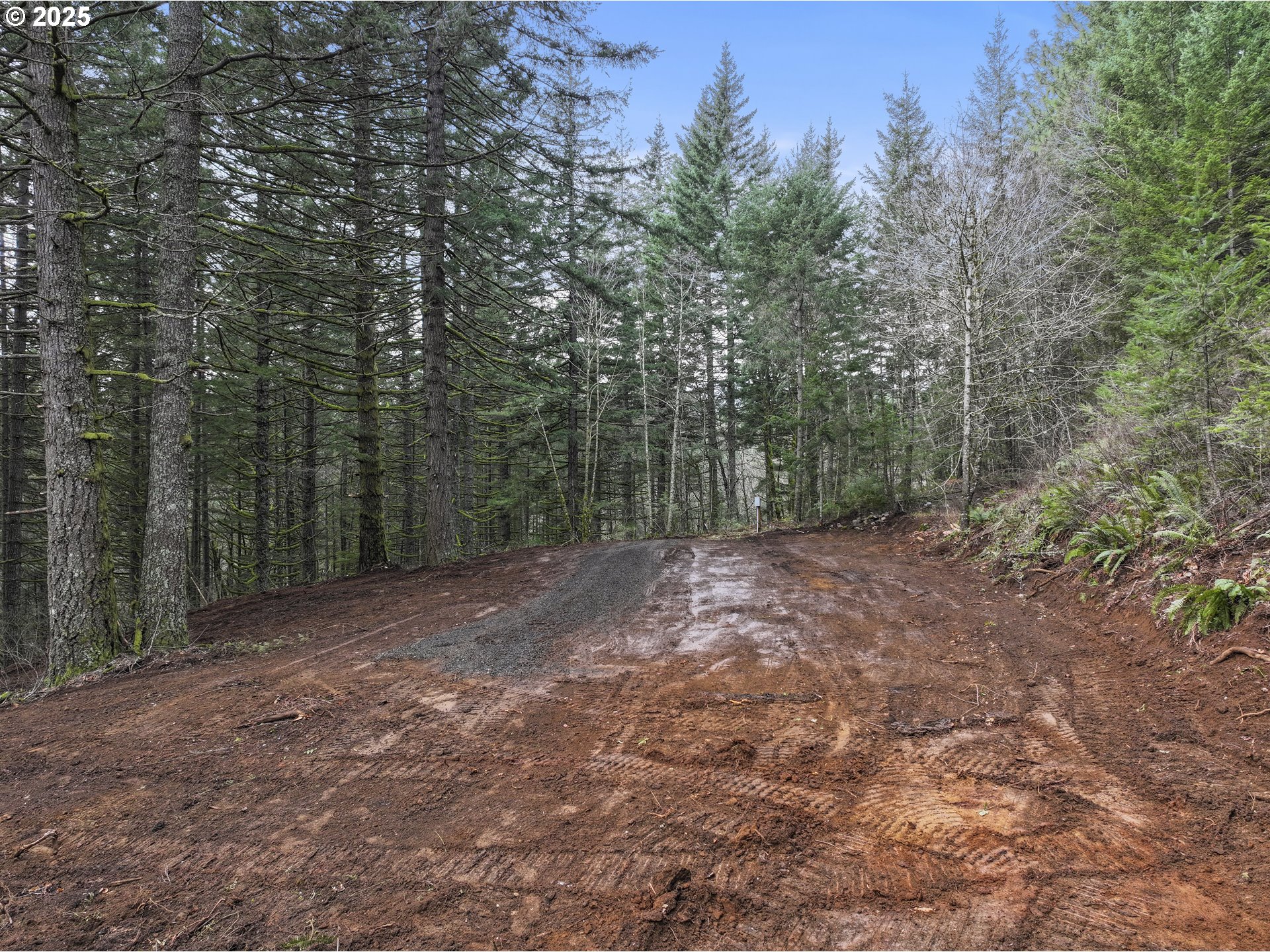 Kueffler Road Stevenson, WA 98648 - Photo 19 of 36 a view of a forest with trees in the background