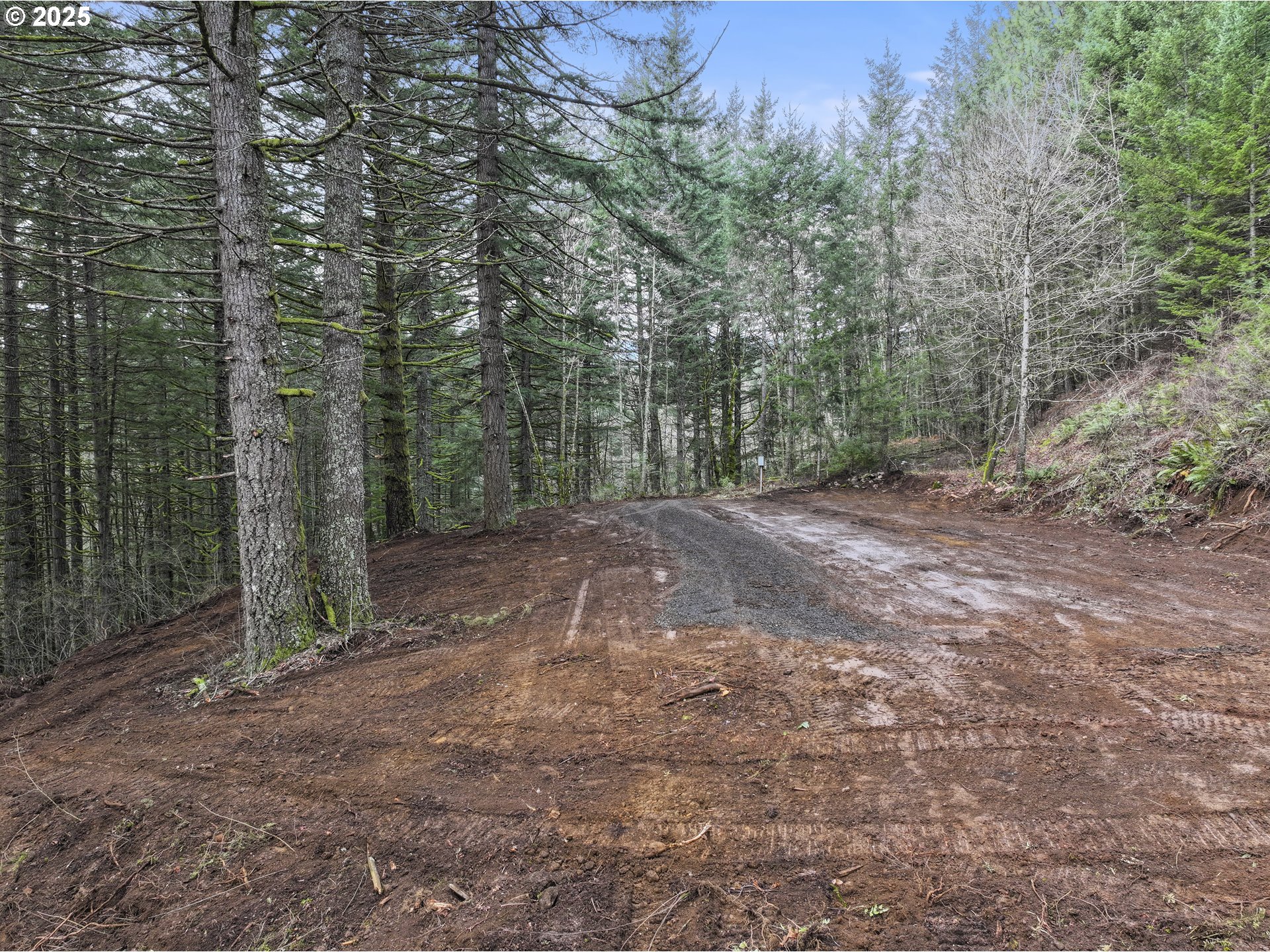 Kueffler Road Stevenson, WA 98648 - Photo 20 of 36 a view of a forest with trees in the background