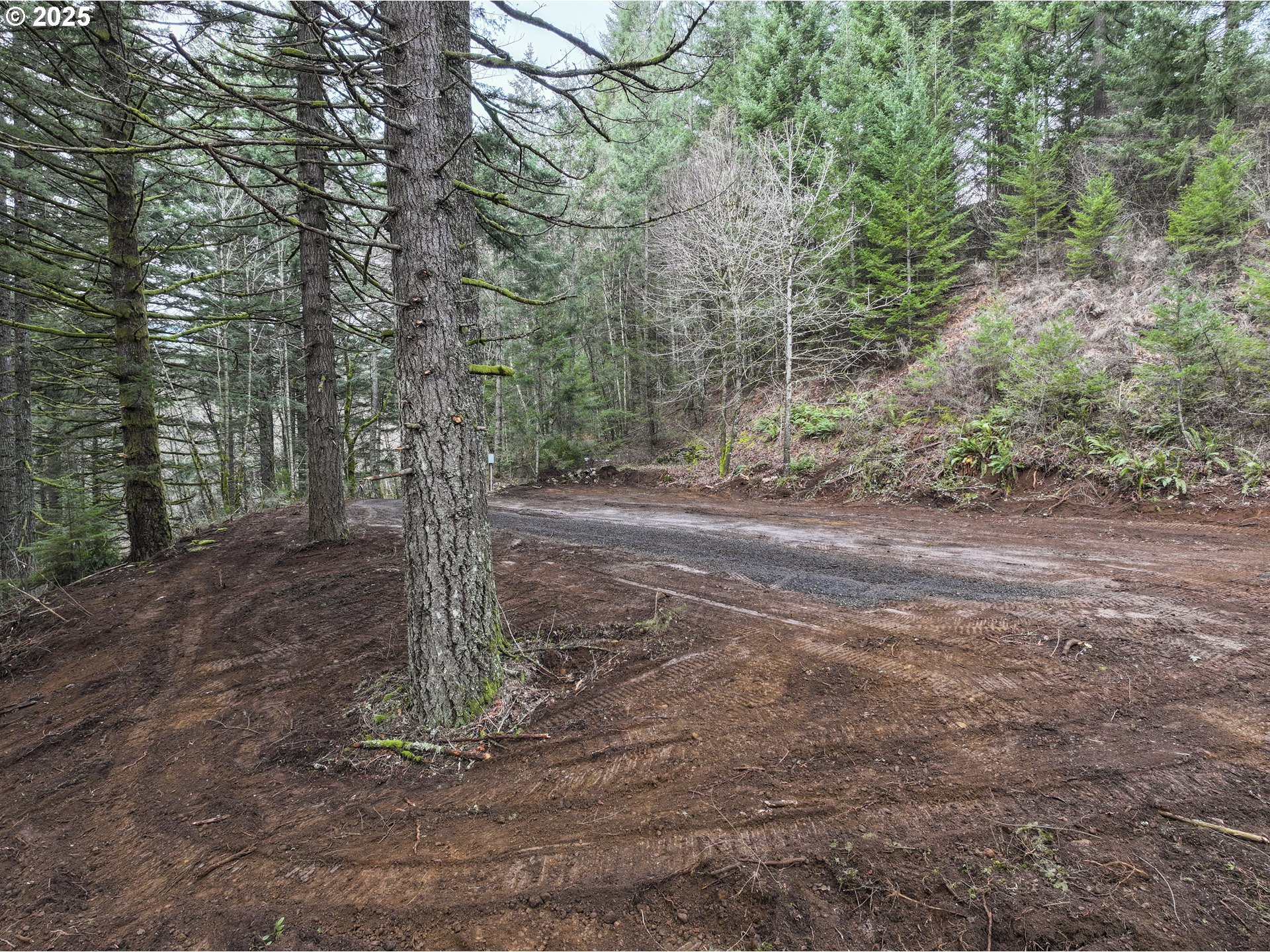 Kueffler Road Stevenson, WA 98648 - Photo 21 of 36 a view of a forest with trees