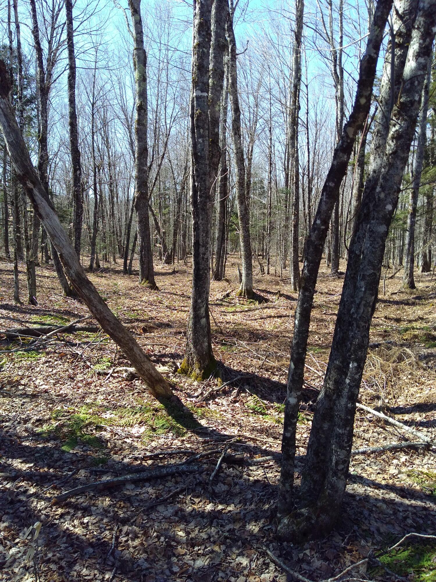 Lot 2.03 Mill Road Thorndike, ME 04986 - Photo 8 of 8 Land