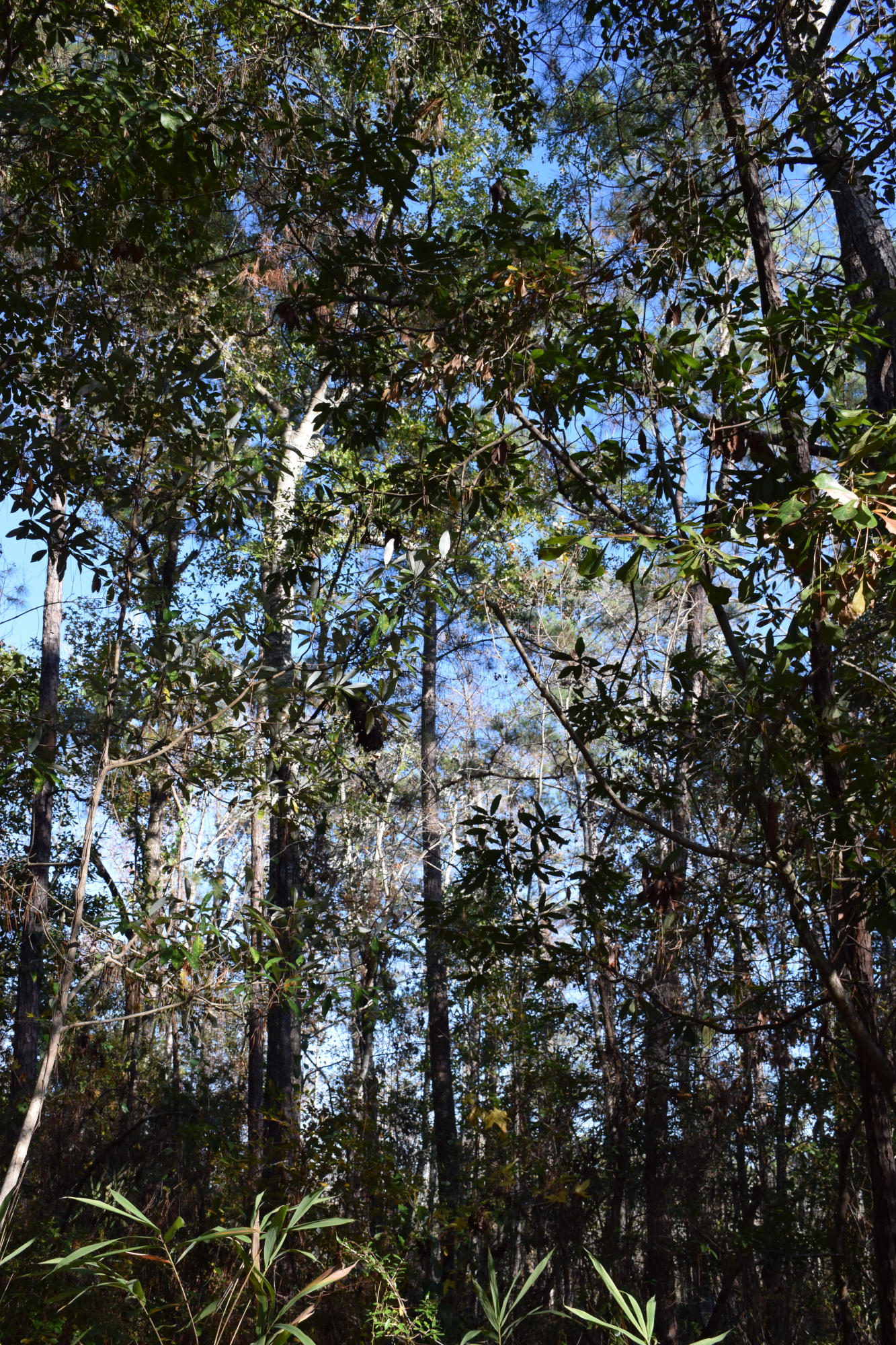Tall trees