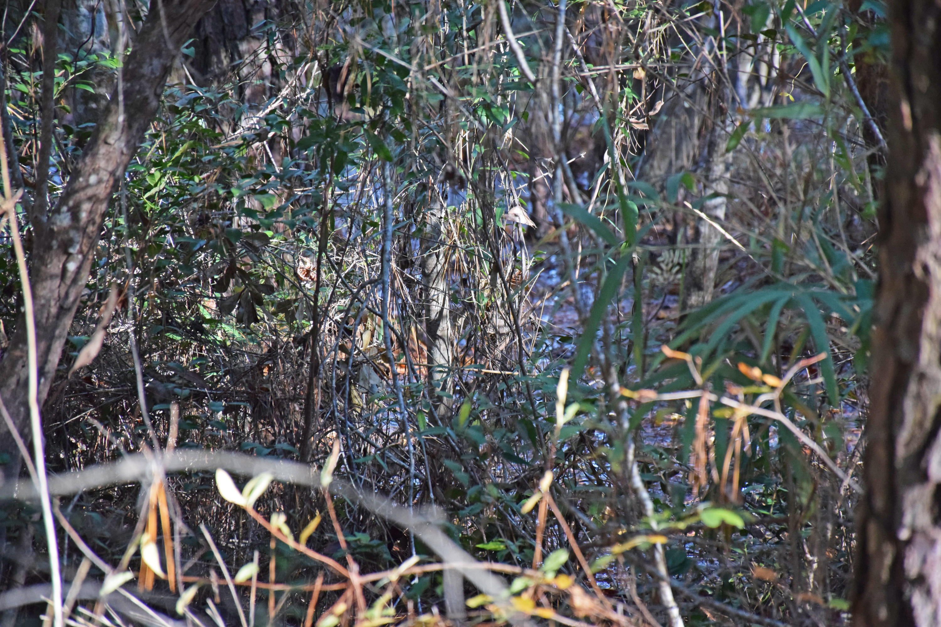 Alaqua Estates lot water on lot