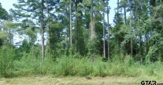 a view of a lush green forest