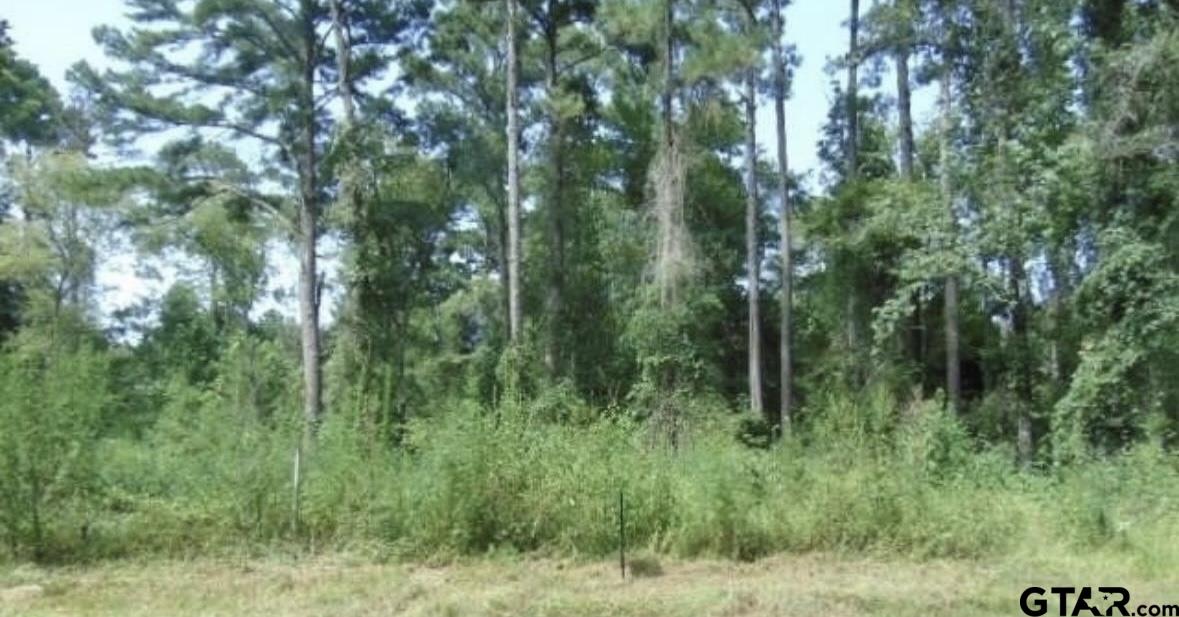 a view of a lush green forest