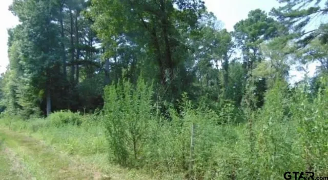 a view of a lush green forest