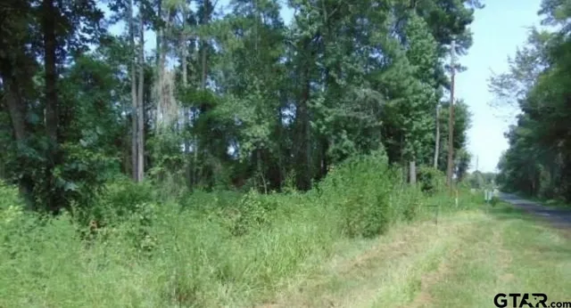 a view of a lush green forest