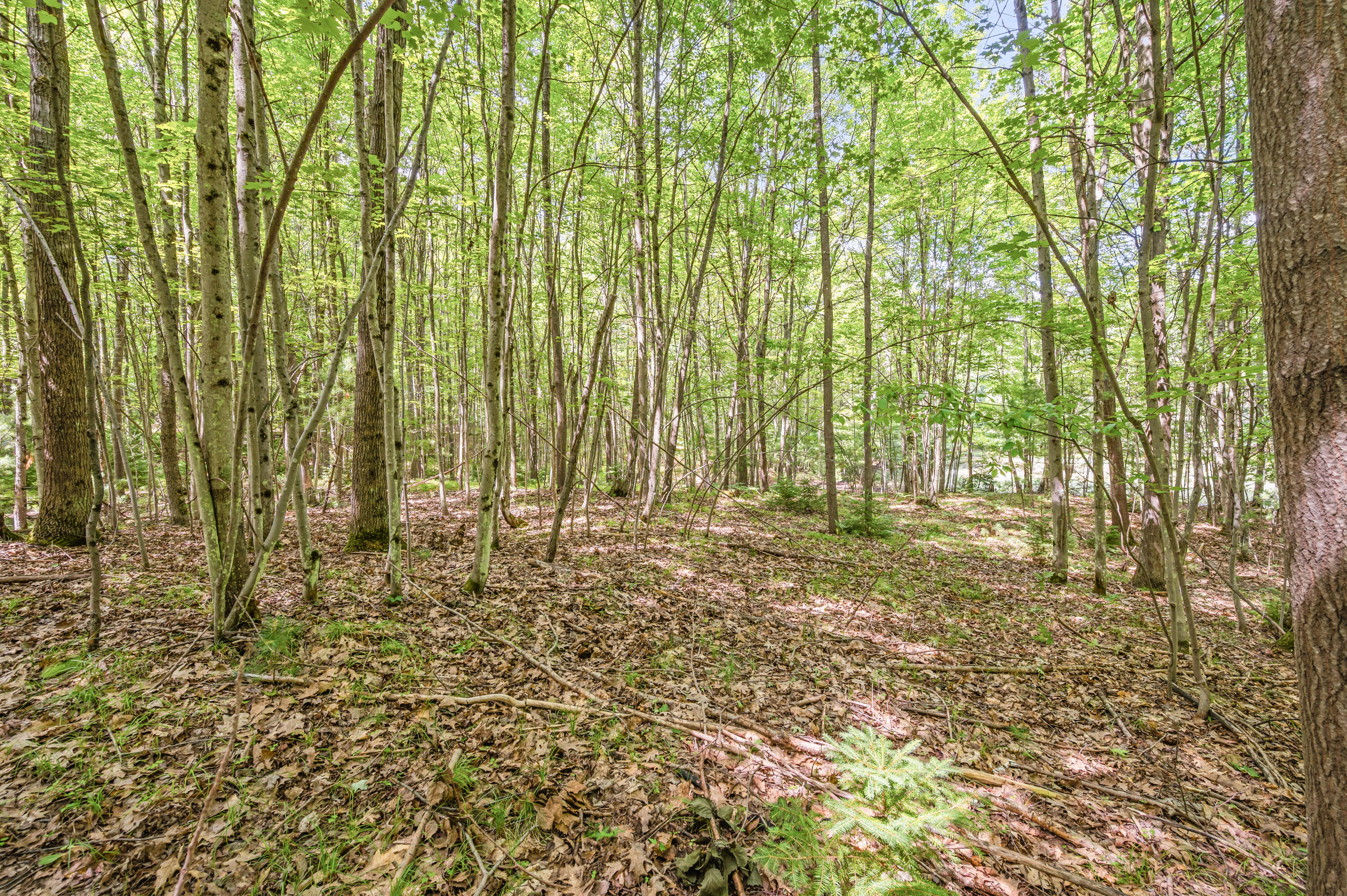 15 West 12 Mile Road Irons, MI 49644 - Photo 20 of 32 Lot15-12MileRd-Irons-2