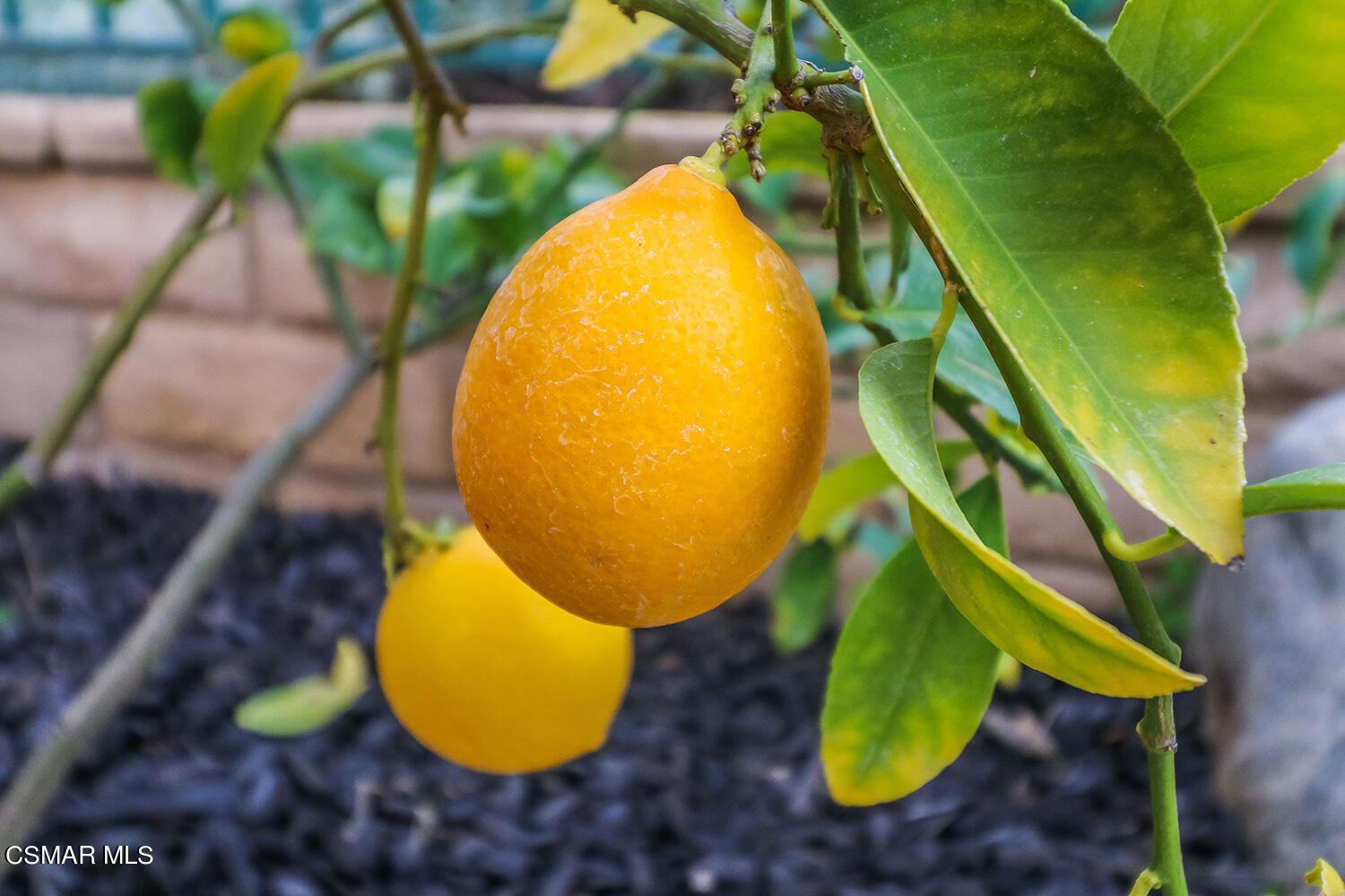 2875 Limestone Drive Thousand Oaks, CA 91362 - Photo 39 of 41 lBackyard7
