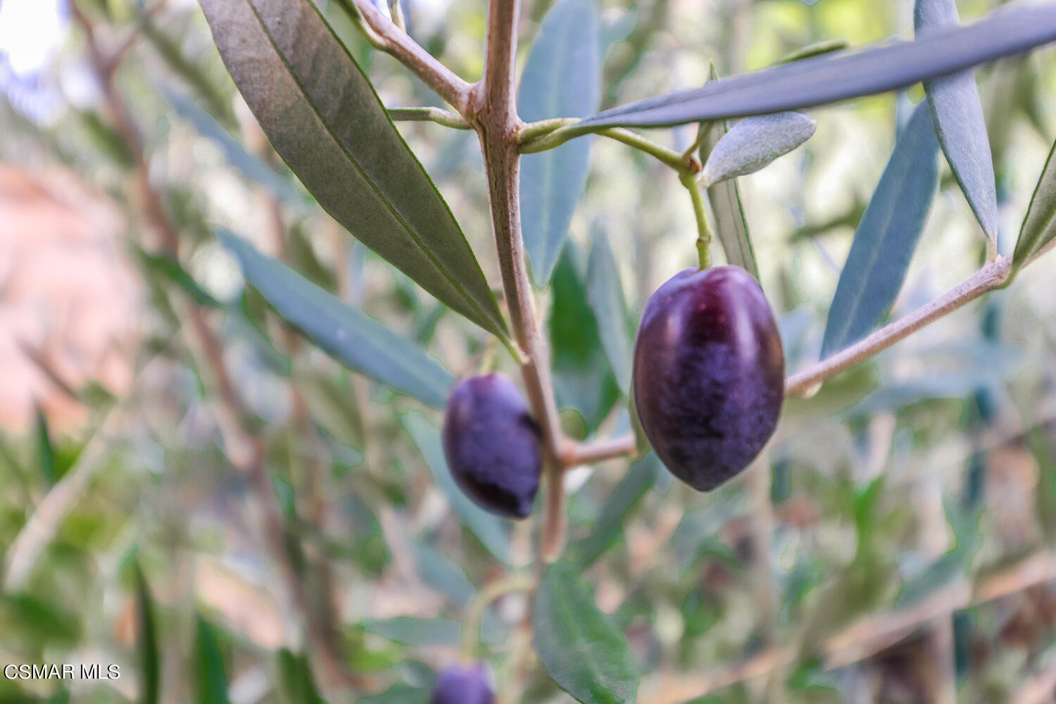 2875 Limestone Drive Thousand Oaks, CA 91362 - Photo 40 of 41 lBackyard8
