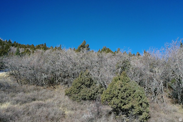 Undisclosed Address Summit, UT 84772 - Photo 8 of 19 View of woods