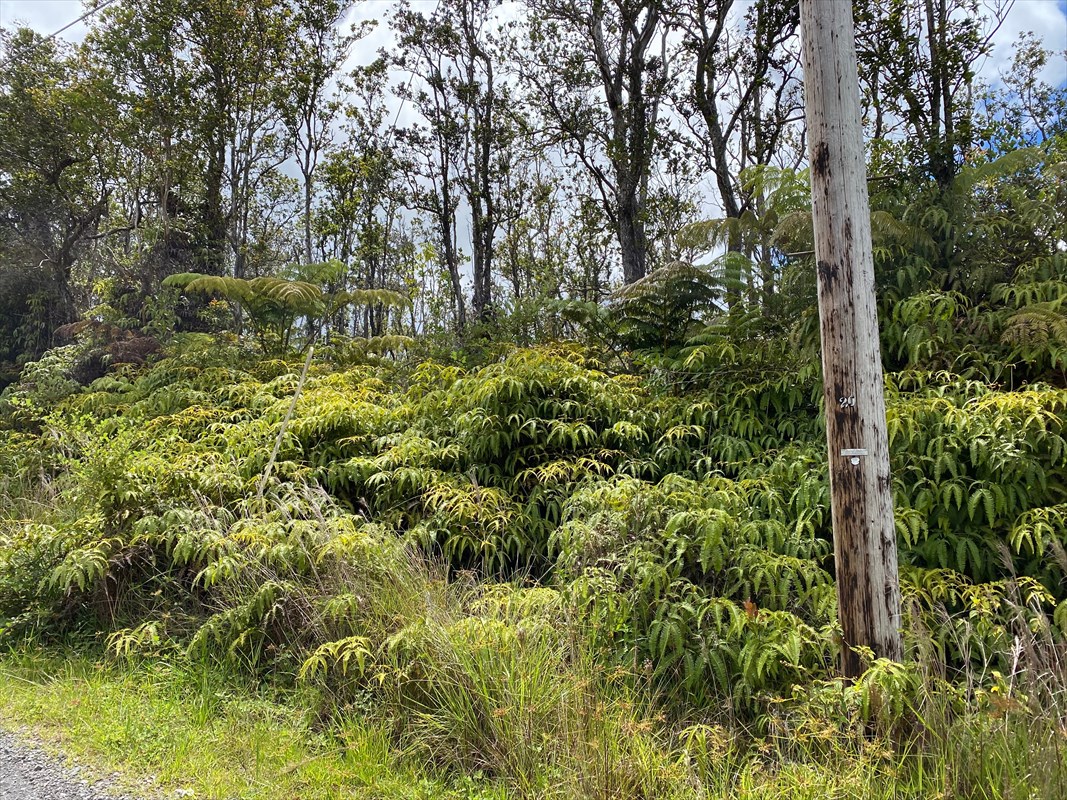 43 Makoa Road Mountain View, HI 96771 - Photo 2 of 3 a view of a garden