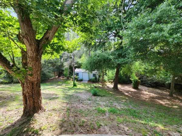 a view of a tree in the middle of a yard
