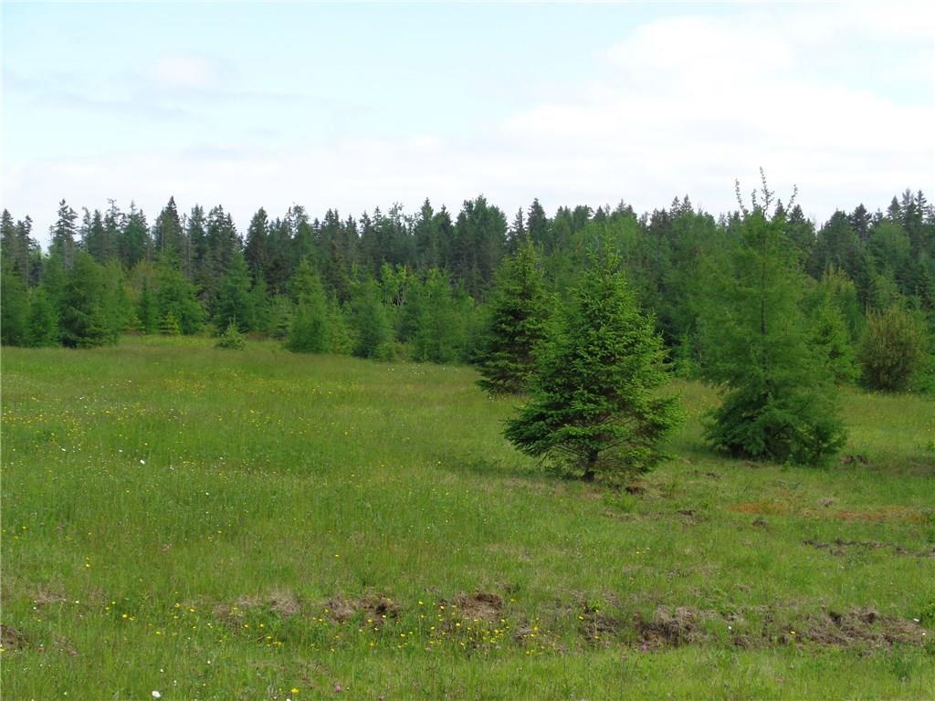 353 Mill River Road Harrington, ME 04643 - Photo 16 of 35 Evergreen trees everywhere