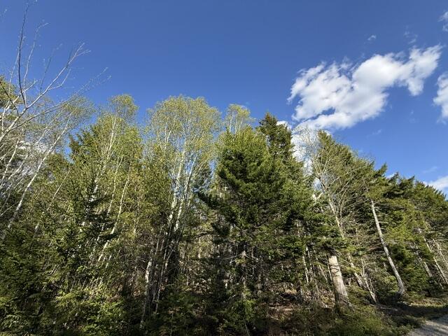 Lot 13 Pidgeon Point Road Whiting, ME 04691 - Photo 2 of 25 IMG_9956 (1)