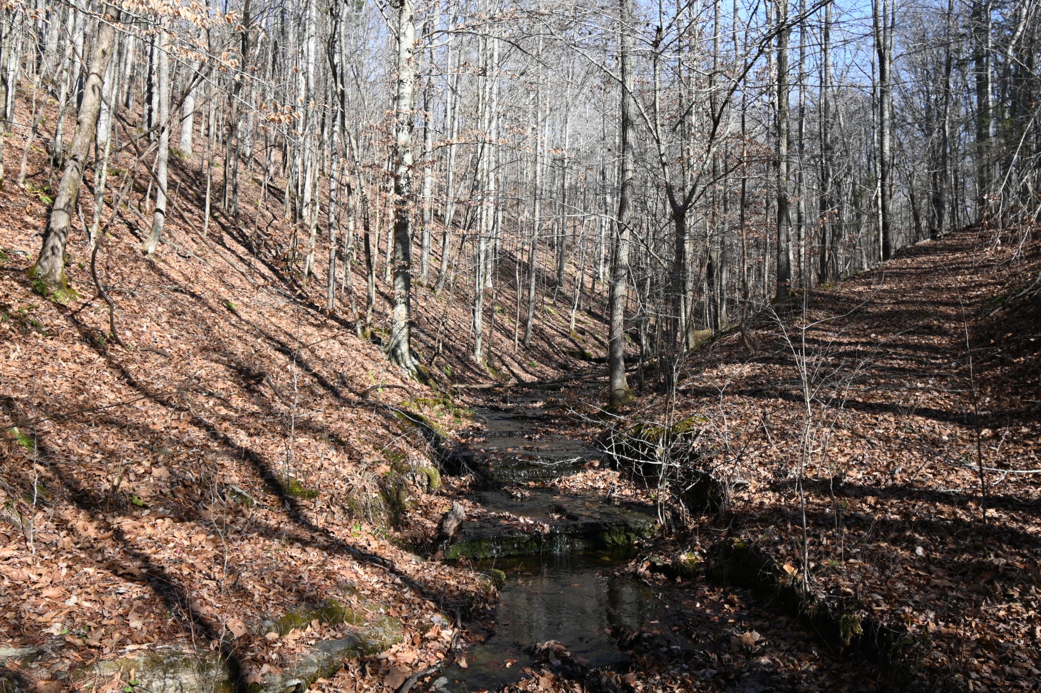 3385 Rockhouse Road Linden, TN 37096 - Photo 2 of 46 a view of a backyard of the house