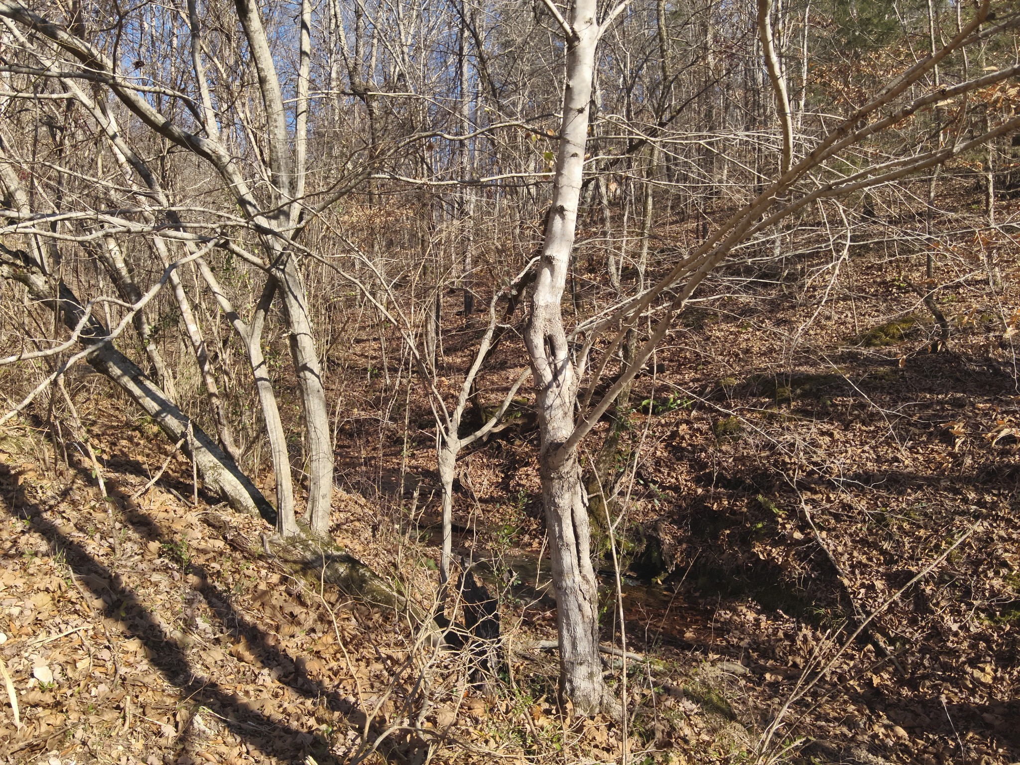 3385 Rockhouse Road Linden, TN 37096 - Photo 21 of 46 a backyard of a building