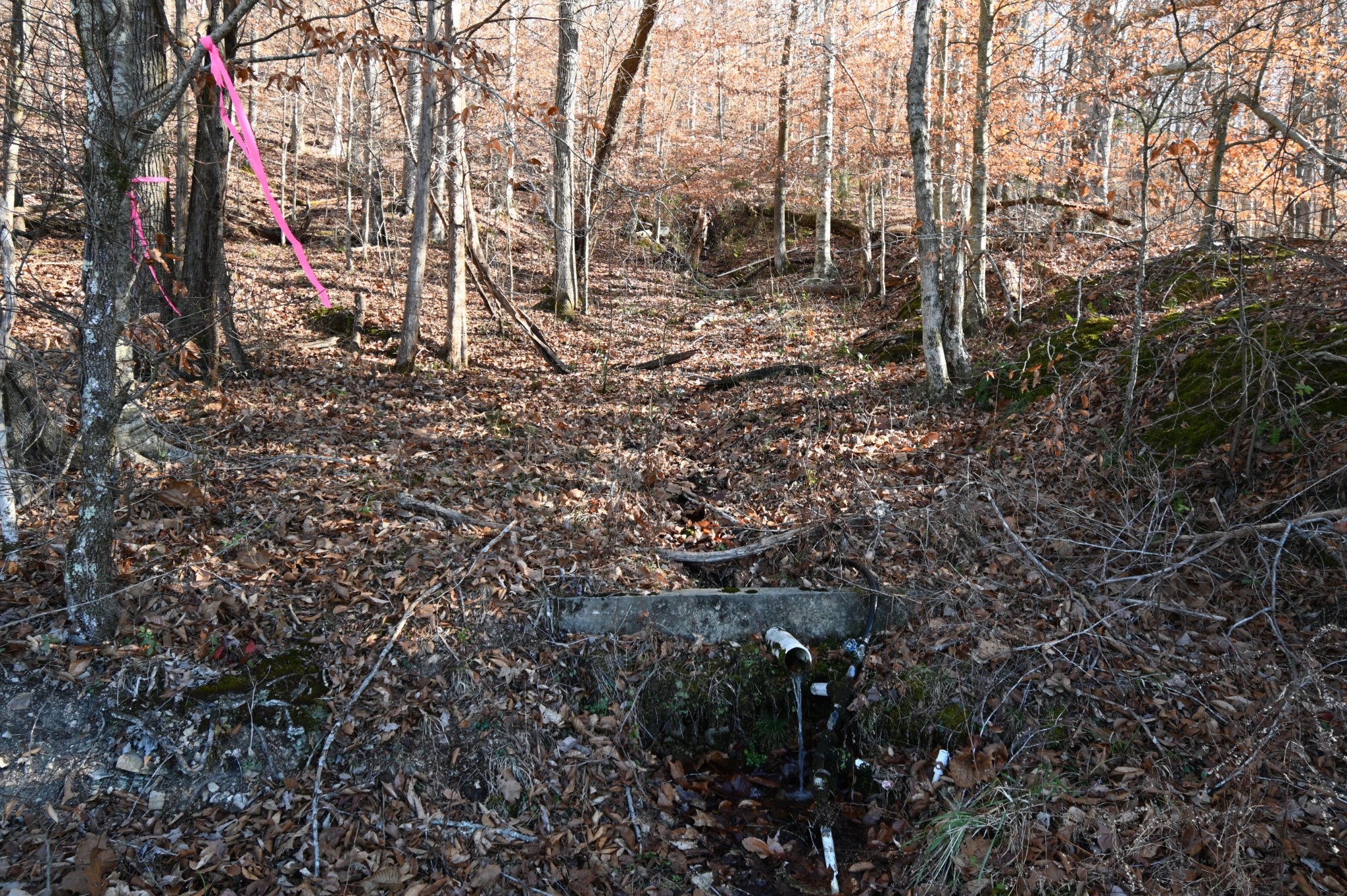 3385 Rockhouse Road Linden, TN 37096 - Photo 22 of 46 a view of a yard with plants and trees