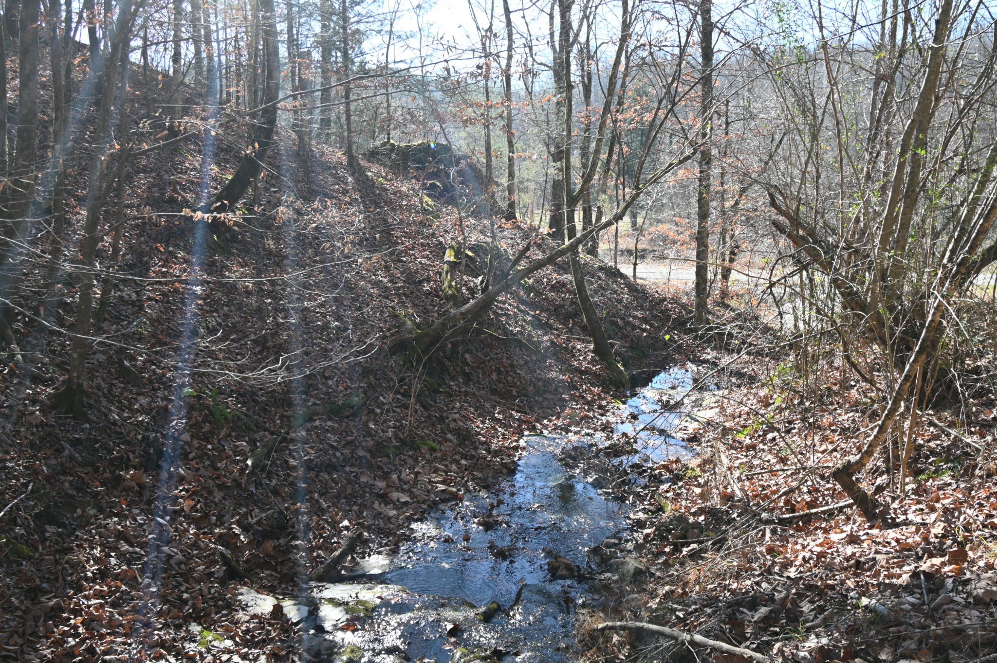 3385 Rockhouse Road Linden, TN 37096 - Photo 24 of 46 a close up of a tree