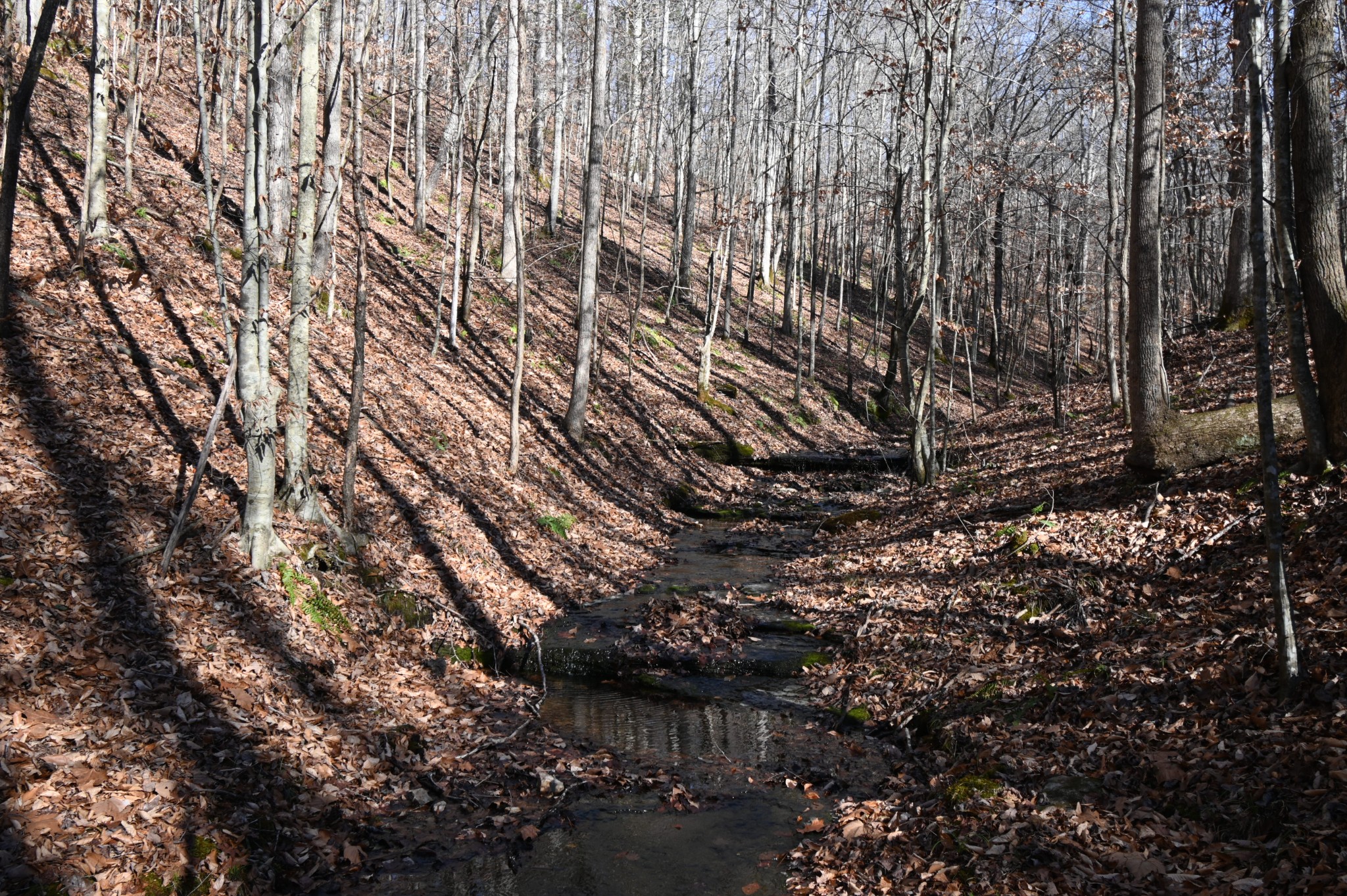 3385 Rockhouse Road Linden, TN 37096 - Photo 25 of 46 a view of forest