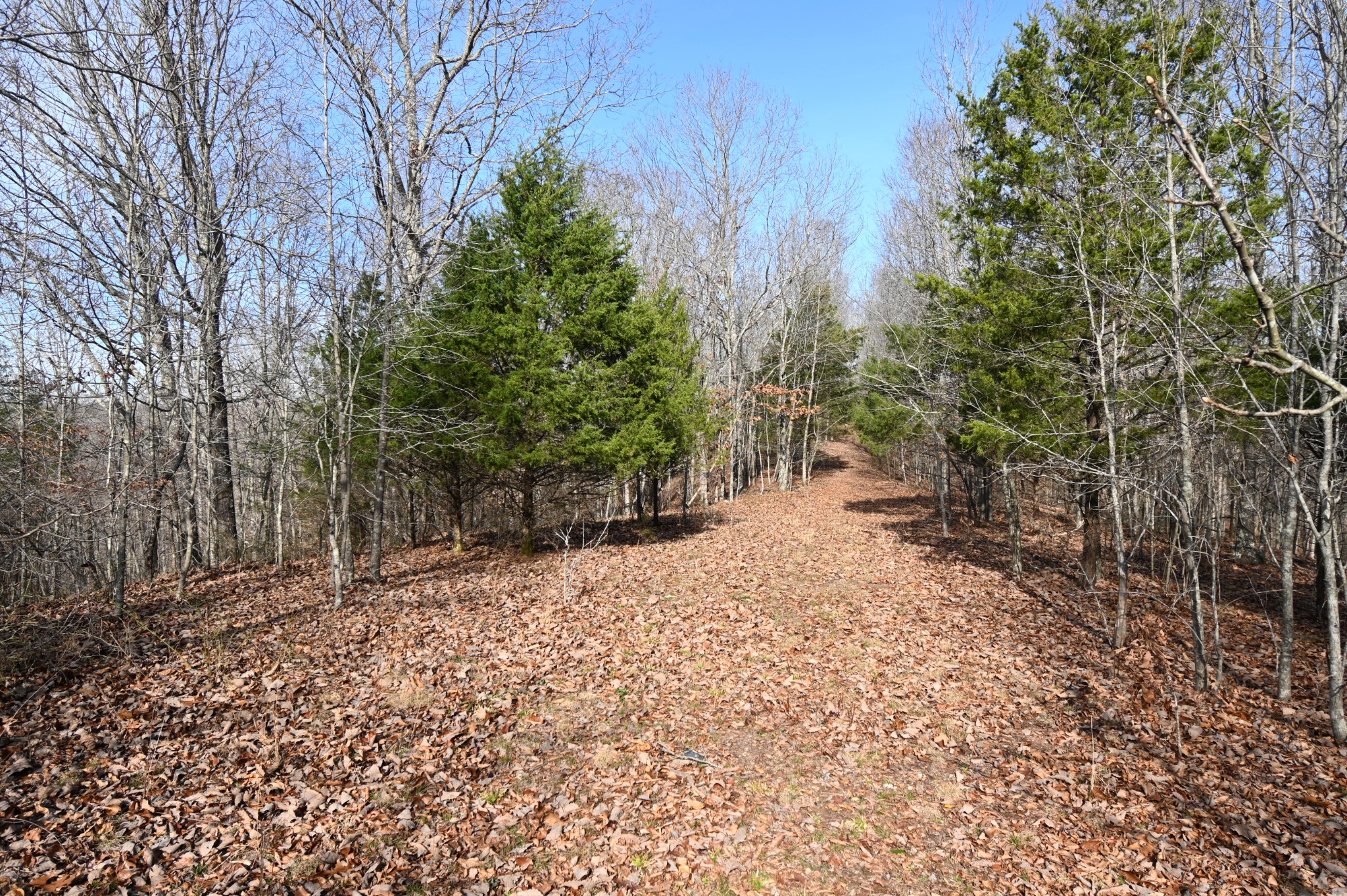 3385 Rockhouse Road Linden, TN 37096 - Photo 31 of 46 a wooden bench with trees in the background