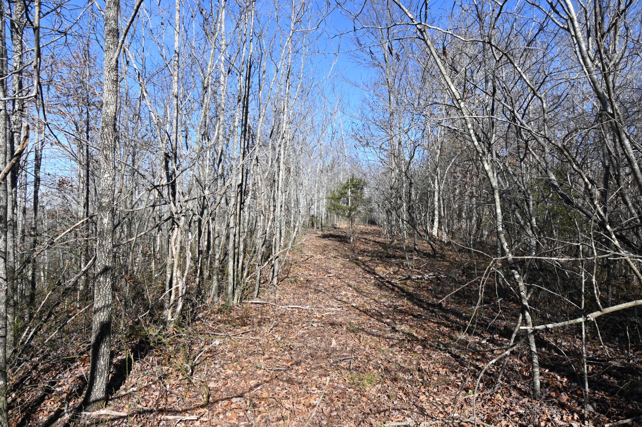 3385 Rockhouse Road Linden, TN 37096 - Photo 33 of 46 a view of a yard with plants and wooden fence