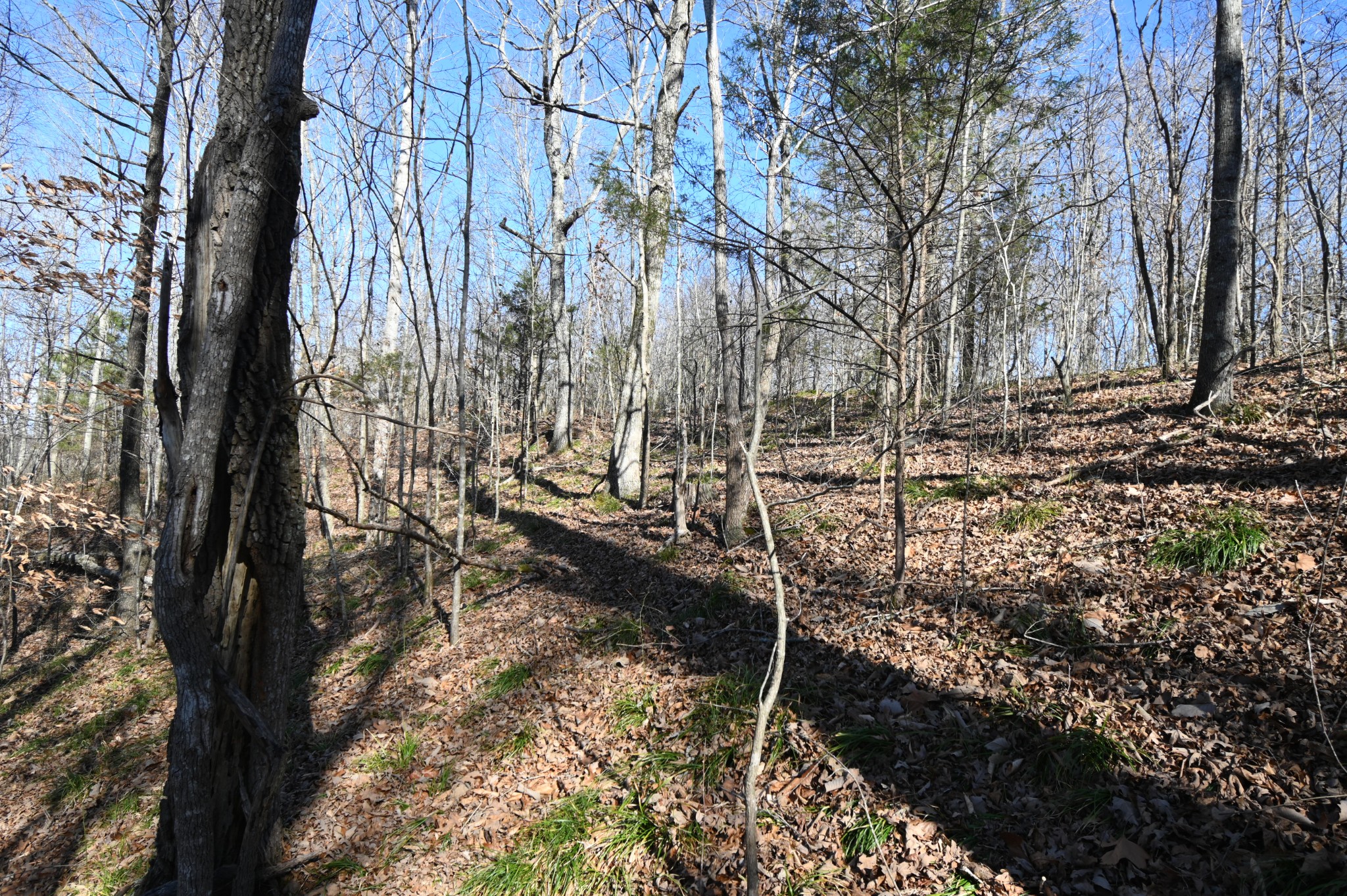 3385 Rockhouse Road Linden, TN 37096 - Photo 34 of 46 a view of a backyard of the house