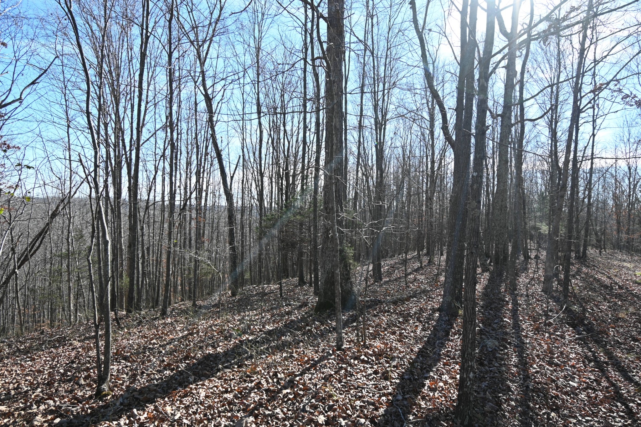 3385 Rockhouse Road Linden, TN 37096 - Photo 35 of 46 a backyard of a house with lots of green space