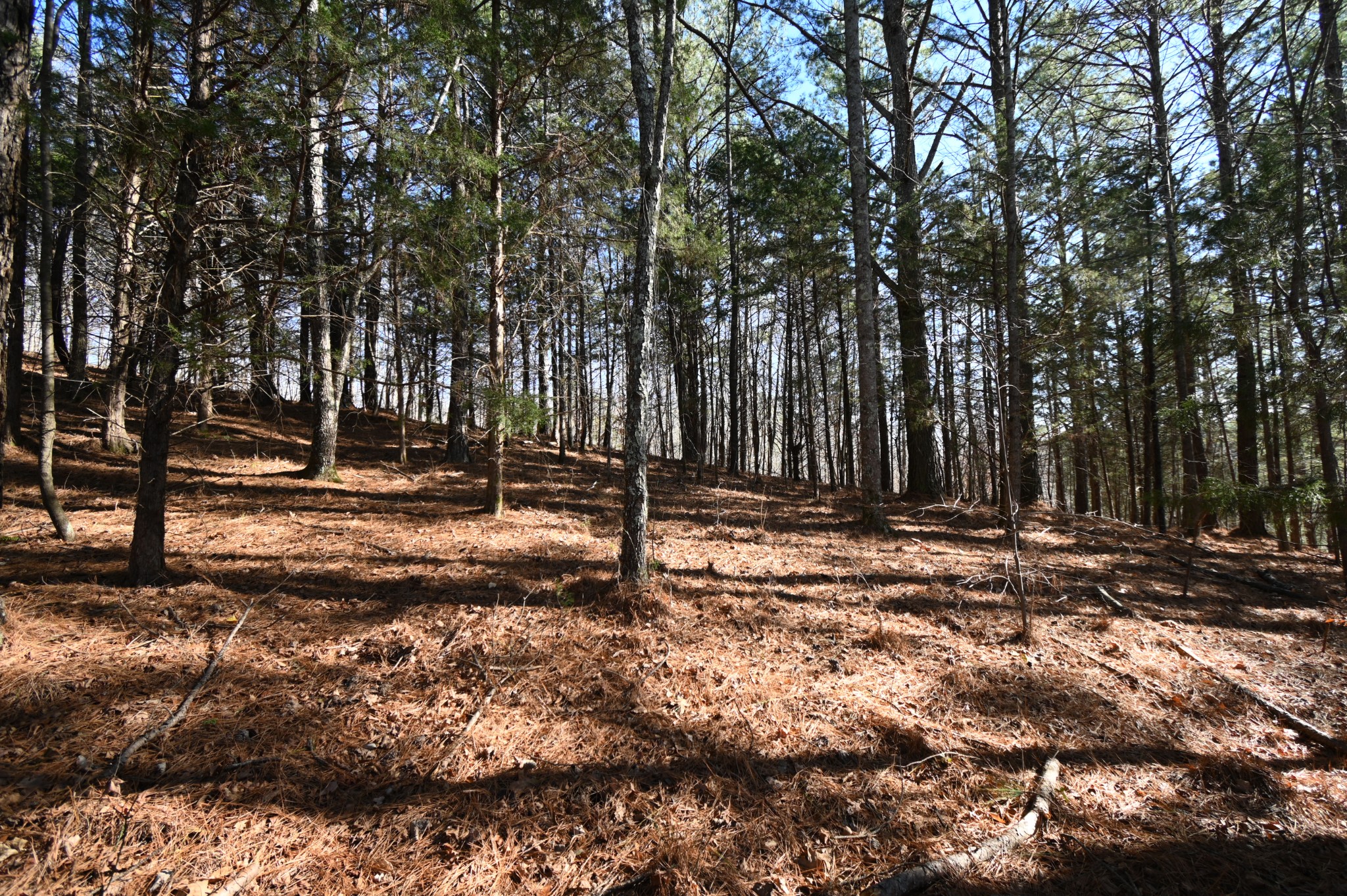 3385 Rockhouse Road Linden, TN 37096 - Photo 38 of 46 a view of outdoor space with trees