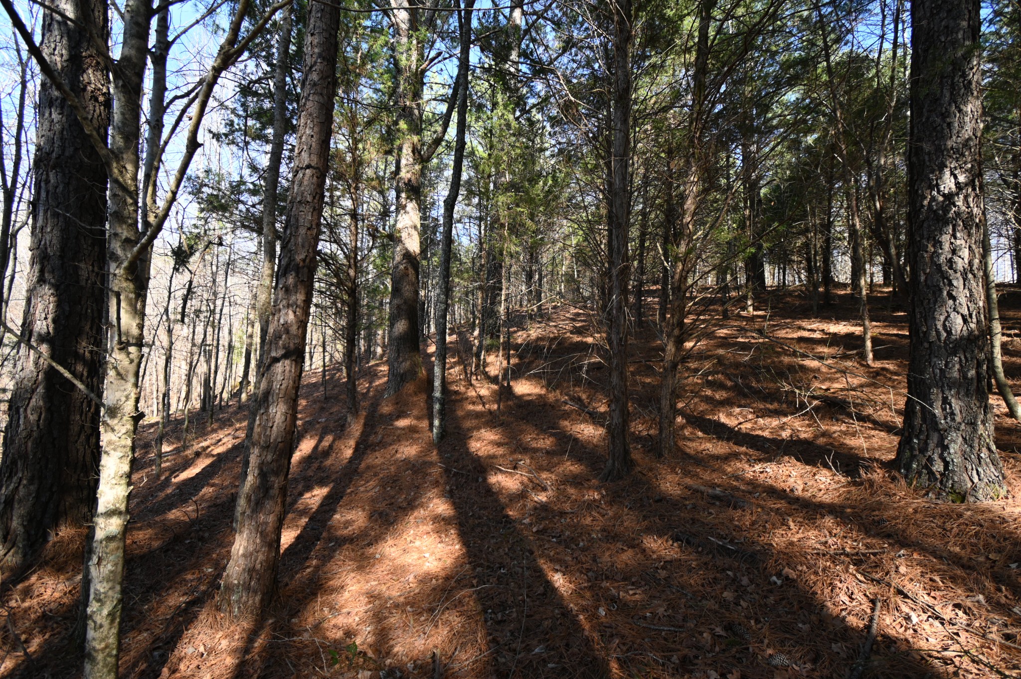 3385 Rockhouse Road Linden, TN 37096 - Photo 39 of 46 a view of tree