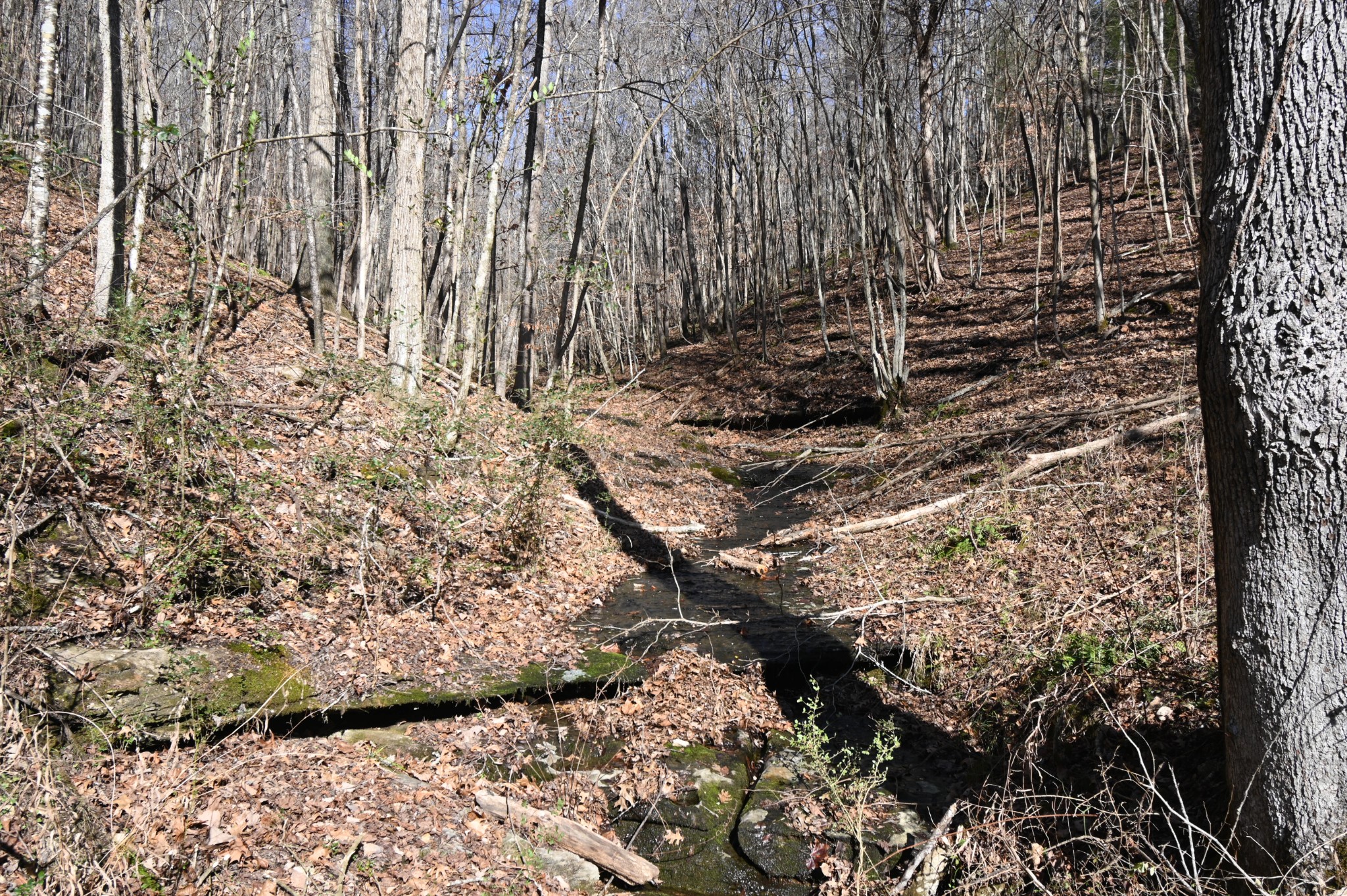 3385 Rockhouse Road Linden, TN 37096 - Photo 43 of 46 a view of outside area