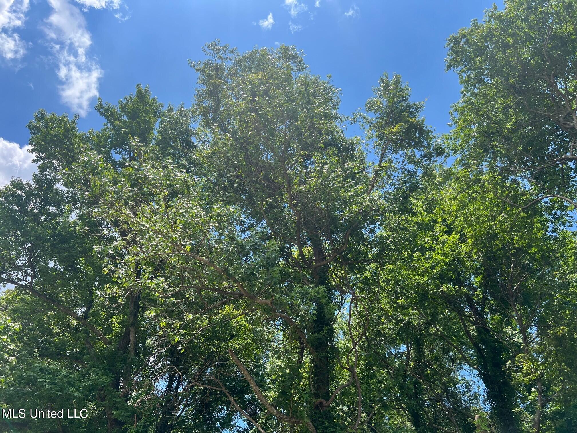 Sawmill Road Shaw, MS 38773 - Photo 11 of 24 Trees 2
