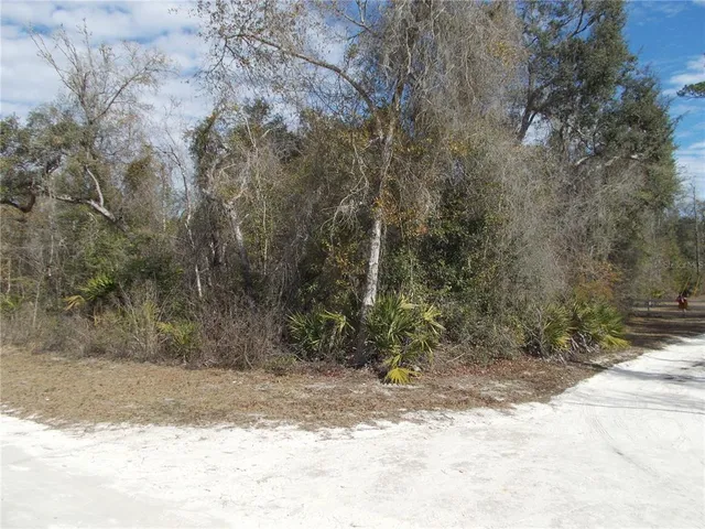 a close up of a plant in a garden
