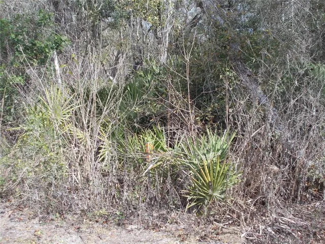 a view of a yard with a tree