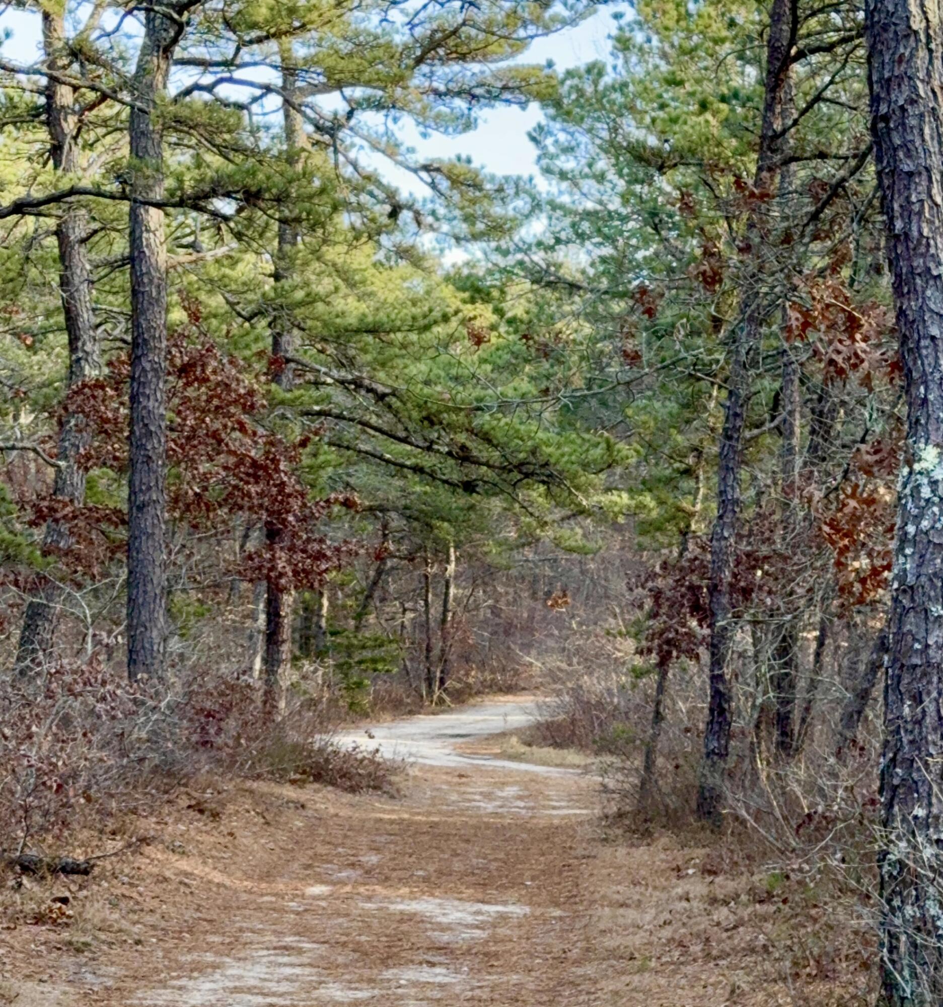 93 Valley Bars Road Buzzards Bay, MA 02532 - Photo 30 of 34 a view of a yard with plants and trees