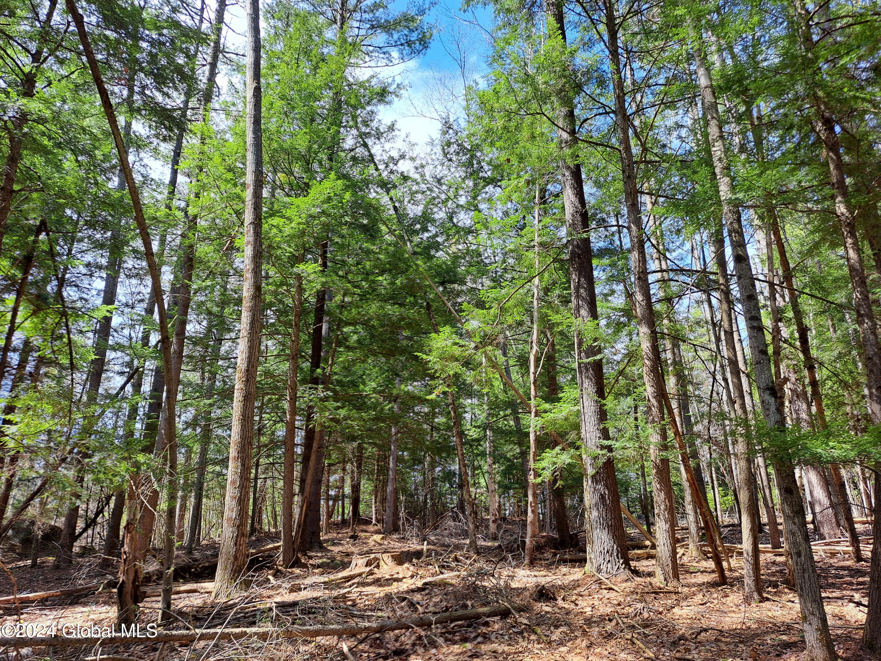 L21.1 Golf Course Road Warrensburg, NY 12885 - Photo 40 of 49 42 Red Oak and White Pine Timber