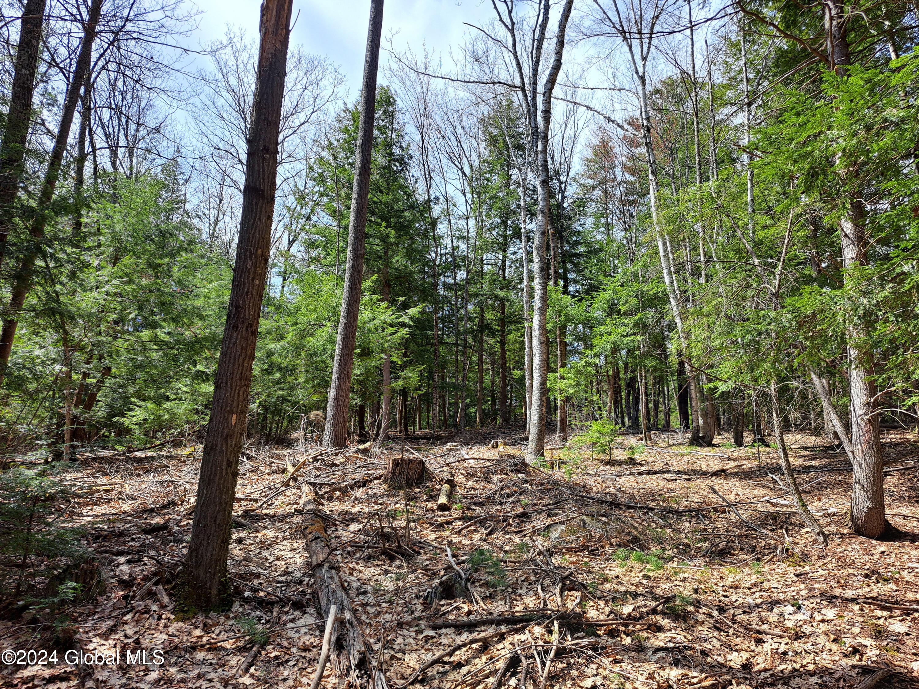 L21.1 Golf Course Road Warrensburg, NY 12885 - Photo 42 of 49 44 Red Oak and White Pine