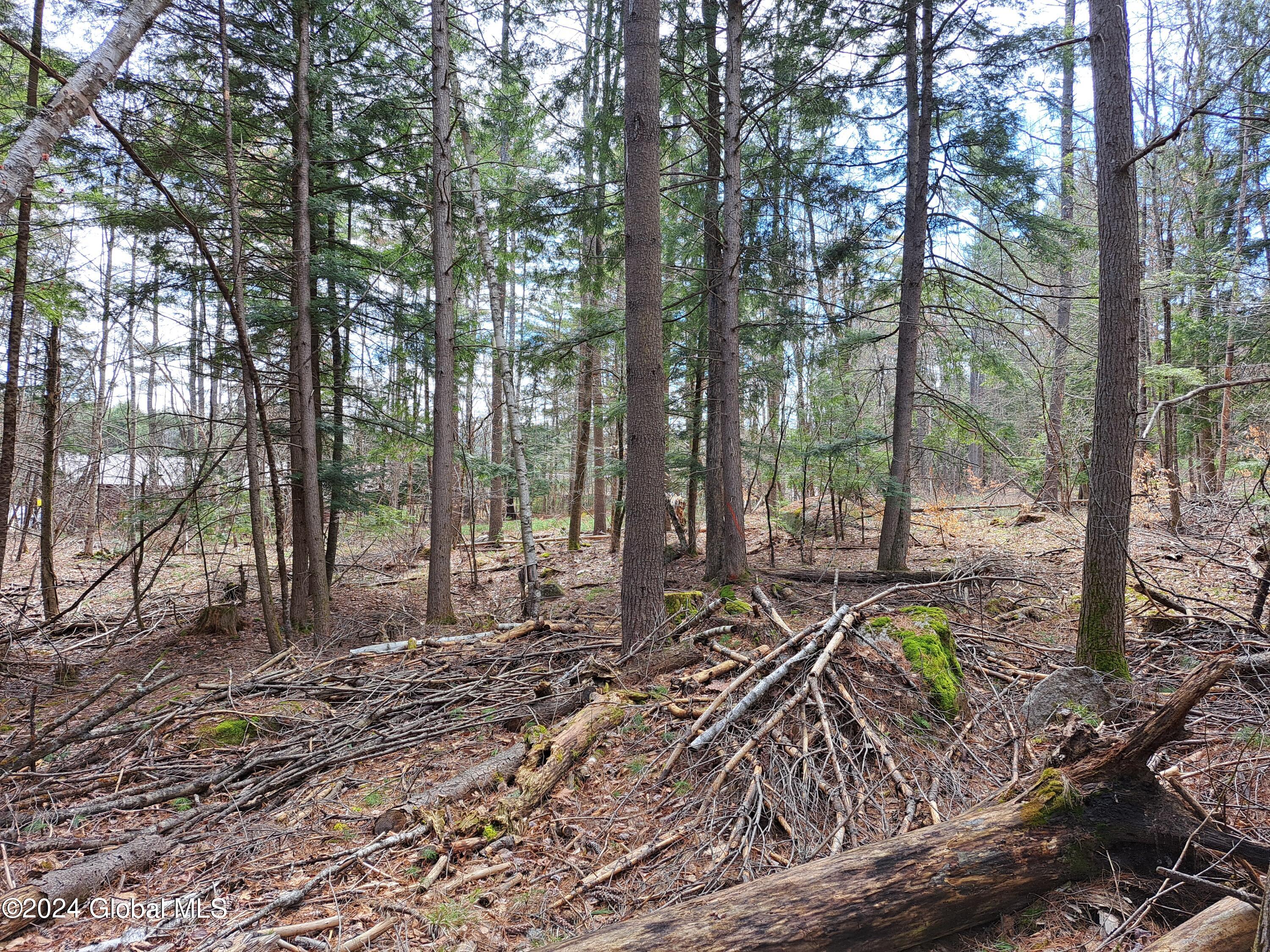 L21.1 Golf Course Road Warrensburg, NY 12885 - Photo 47 of 49 49 Thinned White Pine