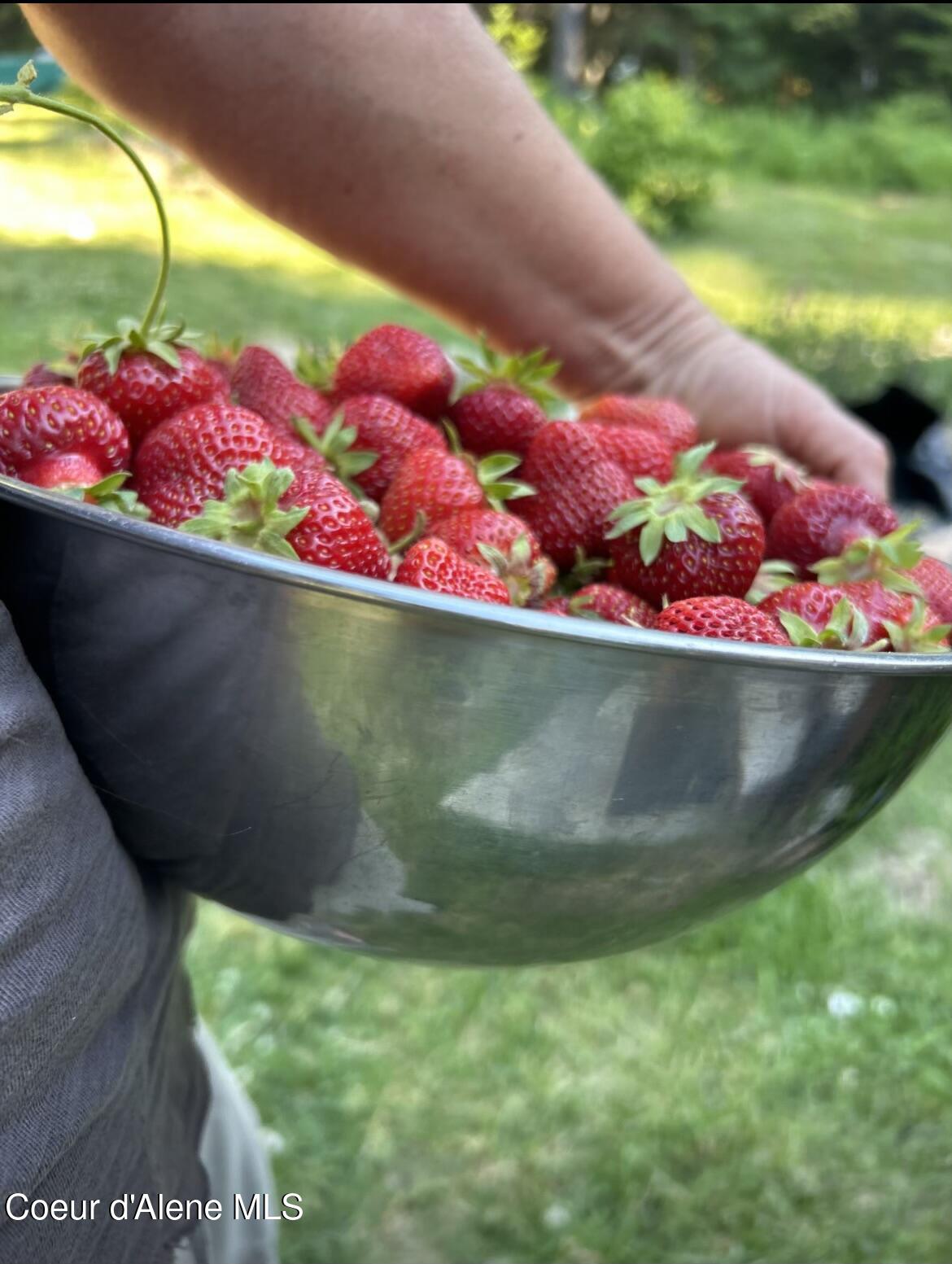 633 Old Mill Road Sandpoint, ID 83864 - Photo 46 of 50 Strawberries2