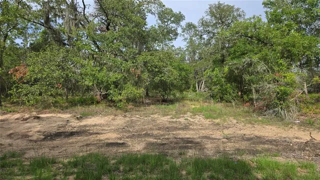 a view of a lake with lots of trees